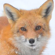 Fox099