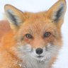 Fox099